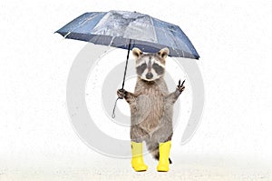 Funny raccoon in rubber boots standing under an umbrella in the rain