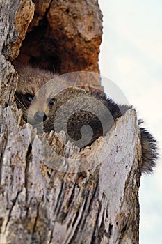 Funny Raccoon sheltered in a  hollow tree