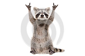 Funny raccoon showing a rock gesture