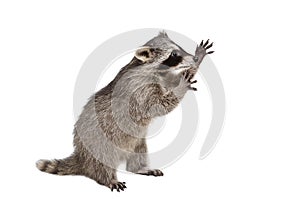 Funny raccoon standing on his hind legs photo