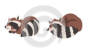 Funny Raccoon with Striped Tail Cuddling and Sleeping Vector Set