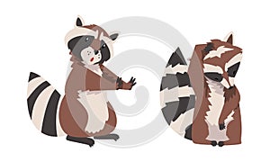 Funny Raccoon with Striped Tail Sitting and Scratching Head Vector Set