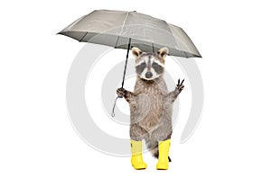 Funny raccoon in yellow rubber boots standing under an umbrella