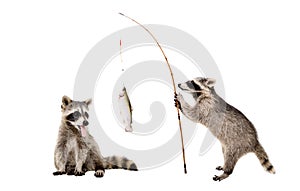 Funny raccoons with a trout caught on a fishing rod