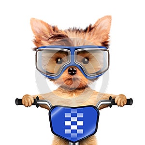 Funny racer dog with bike and aviator googles