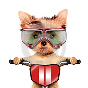 Funny racer dog with bike and aviator googles