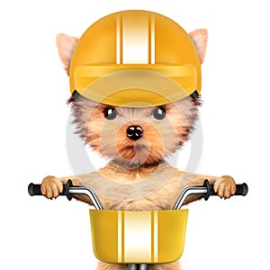 Funny racer dog with bike and helmet