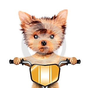 Funny racer dog with bike. Sport concept