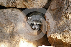 Funny racoon