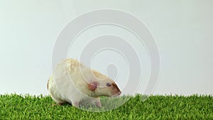 Funny rat on green grass. A healthy rodent and delicious food. Pet on a white background place for text. Breeders of the