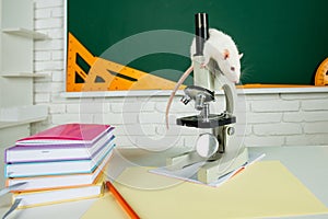 Funny rat sit on microscope. Banner for university college or school with copy spase.