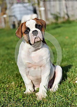 Funny red American Bulldog puppy on nature