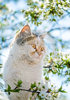 Funny red cat on the background of a blooming spring garden