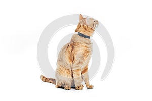 funny red cat in collar looking up