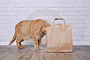 Funny red cat looking curios inside a paper bag.