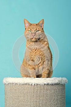 Funny red cat sitting on the scratching post .with grumpy expression.