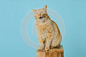 Funny red cat sitting on wooden column and grimacing with sticking out tongue.