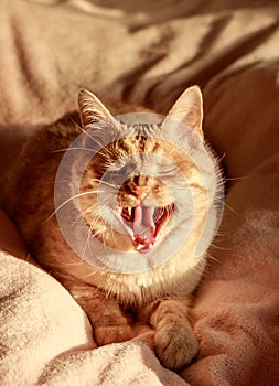 Funny red cat yawns and lies on a bed close-up