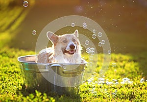 Funny red Corgi dog puppy with big ears sitting in a trough with soap suds and bubbles outside in a summer warm Sunny garden