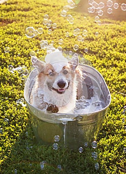 Funny red Corgi dog puppy with big ears sitting in a tub of water and bubble soap outside in a summer warm Sunny garden