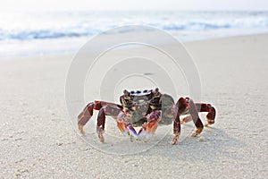 Funny red crab on the beach in Varkala, Kerala