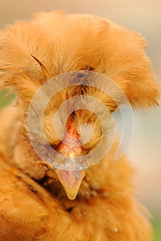 Funny Red Crested Chicken