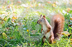 Funny red cute squirrel standing in green grass in park