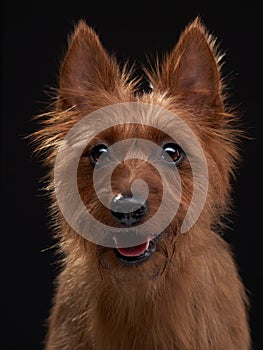 funny red dog, portrait close-up. australian terrier on black background