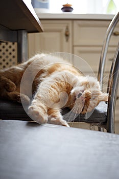 Funny red-haired cat with white mustache lies in ecstasy, teeth bared, on metal chair