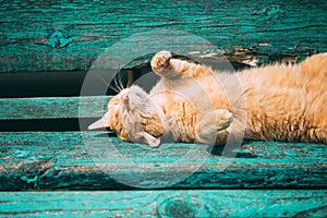 Funny Red Kitten Cat Sleeping On Bench In Park, Hot Summer Day.