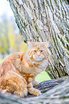 Funny Red Maine Coon Cat sitting on the Tree in Autumn Forest like Cheshire Cat