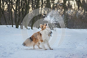 Funny red merle Sheltie with blue eyes playing with the snow