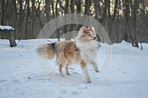 Funny red merle Sheltie with blue eyes playing with the snow