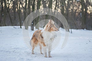 Funny red merle Sheltie with blue eyes playing with the snow