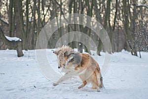 Funny red merle Sheltie with blue eyes playing with the snow