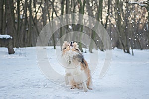 Funny red merle Sheltie with blue eyes playing with the snow