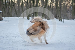 Funny red merle Sheltie running from his tail