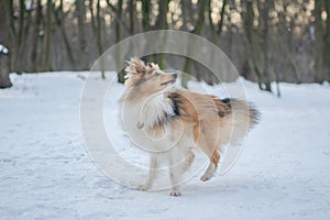 Funny red merle Sheltie running from his tail