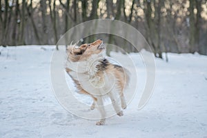 Funny red merle Sheltie running from his tail