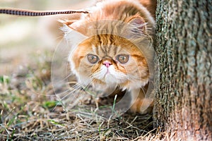 Funny Red Persian cat Portrait with a leash walking in the park