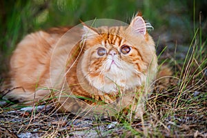 Funny Red Persian cat is walking in forest grass