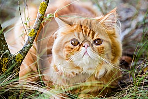 Funny Red Persian cat is walking in forest grass