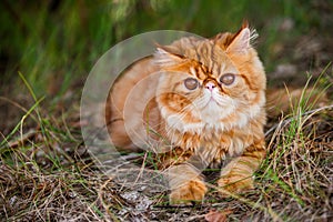 Funny Red Persian cat is walking in forest grass