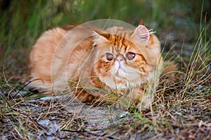 Funny Red Persian cat is walking in forest grass