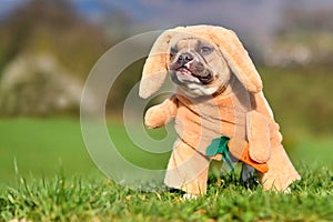 Funny Red pied French Bulldog dog dressed up as Easter bunny wearing full body rabbit costume with hanging ears and fake arms with