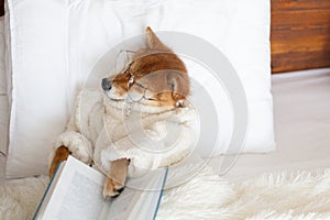 Funny Red shiba inu Dog wearing glasses and bathrobe lying in the bed under the blanket. Lovely shiba reading the book