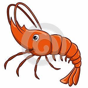 Funny red shrimp, color illustrations