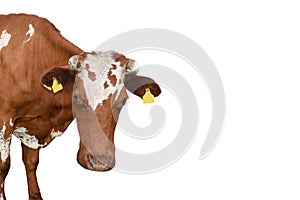 Funny red spotted cow portrait close up. Farm animal cow with horns isolated on white background. Banner with copy space
