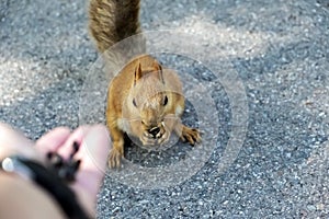 A funny red squirrel is eating sunflower seeds from man`s hand in park