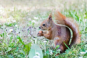 Funny red squirrel sitting in green grass and holding nut